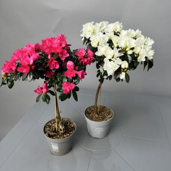 Азалия штамбовая D13H40