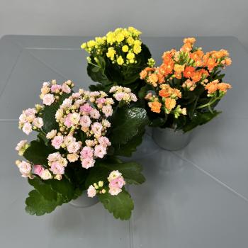 Каланхое D10H22,5