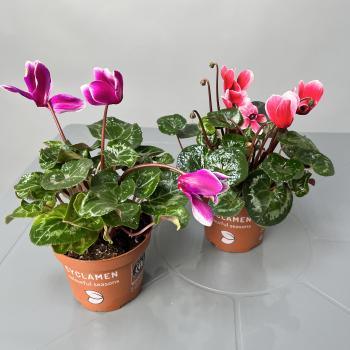 Цикламен D12H25 микс